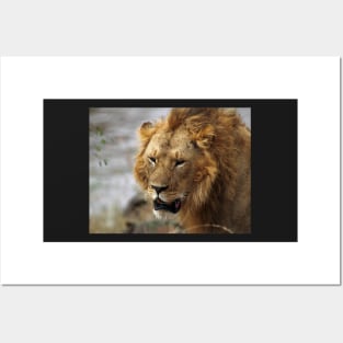 Portrait, Large Male Lion, Maasai Mara, Kenya Posters and Art